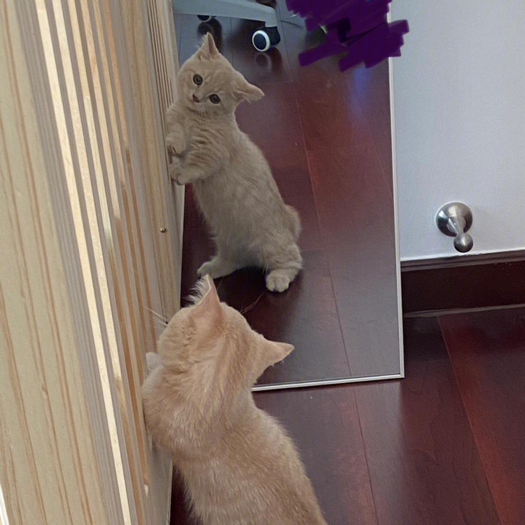 照镜子的猫