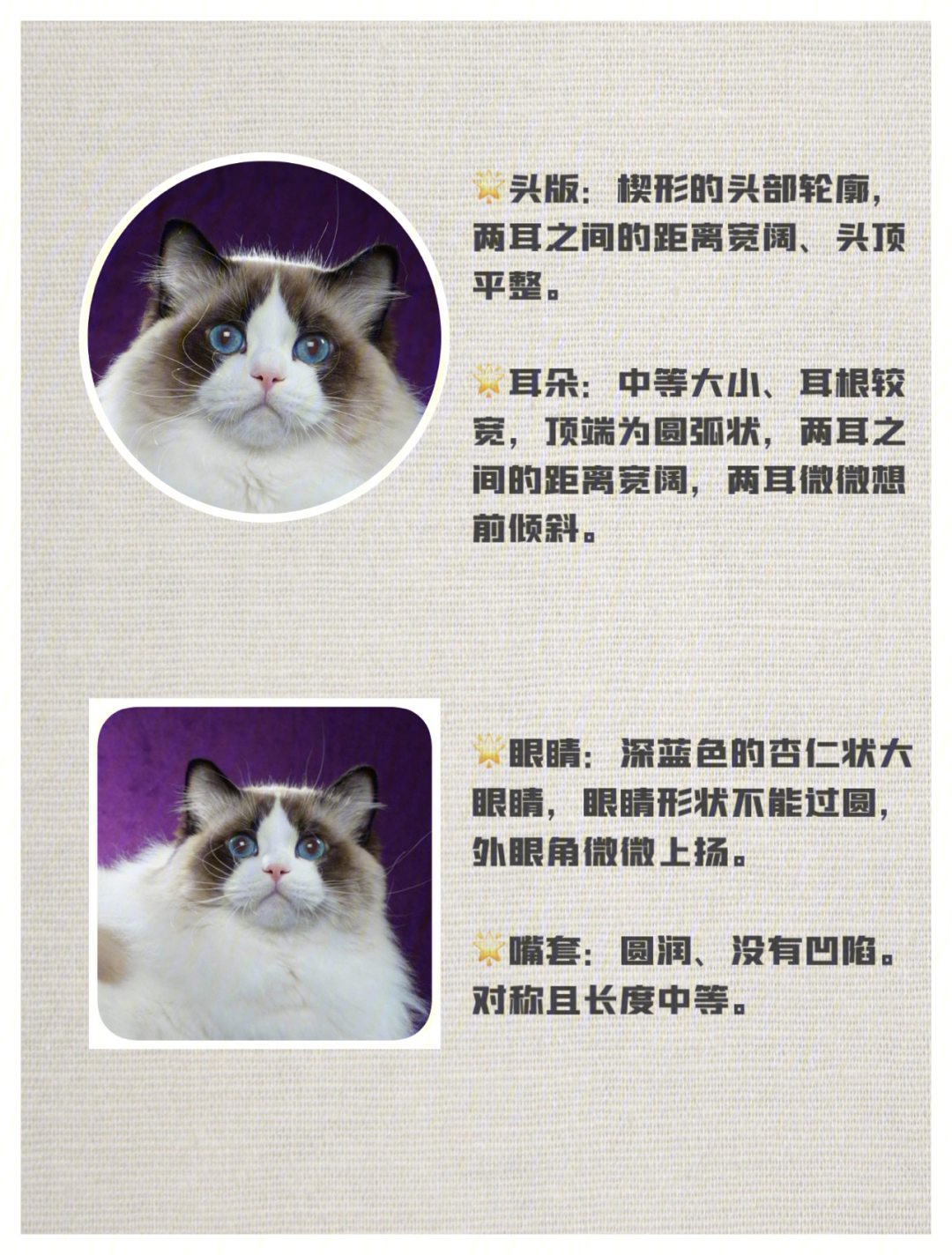 布偶猫种类品种图解图片