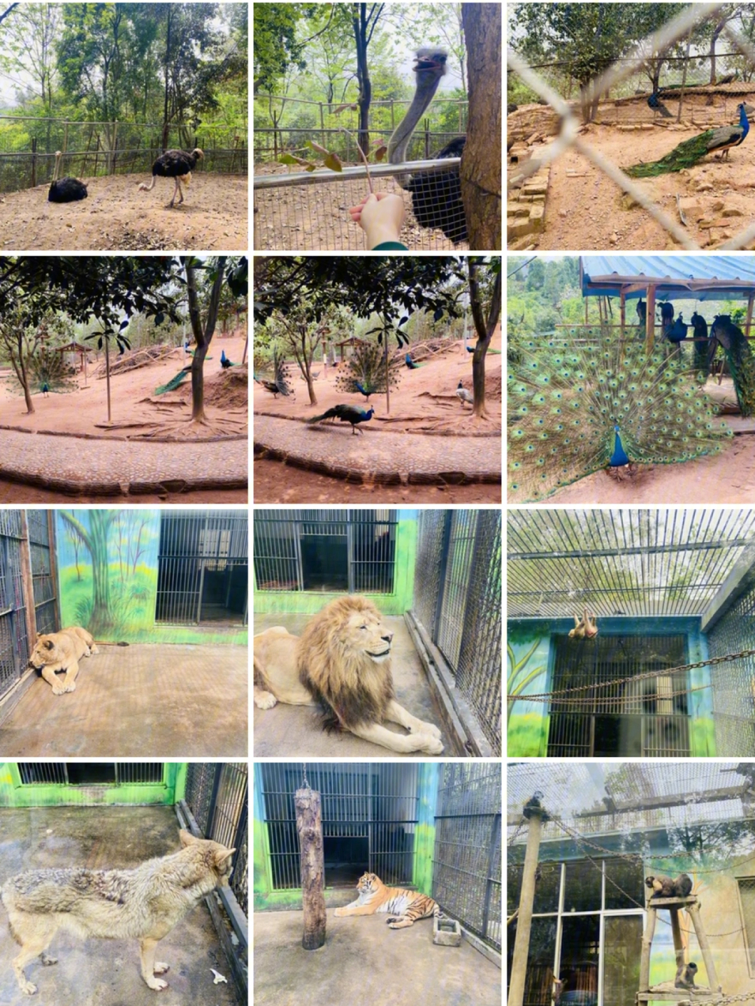 赣州野生动物园选址图片