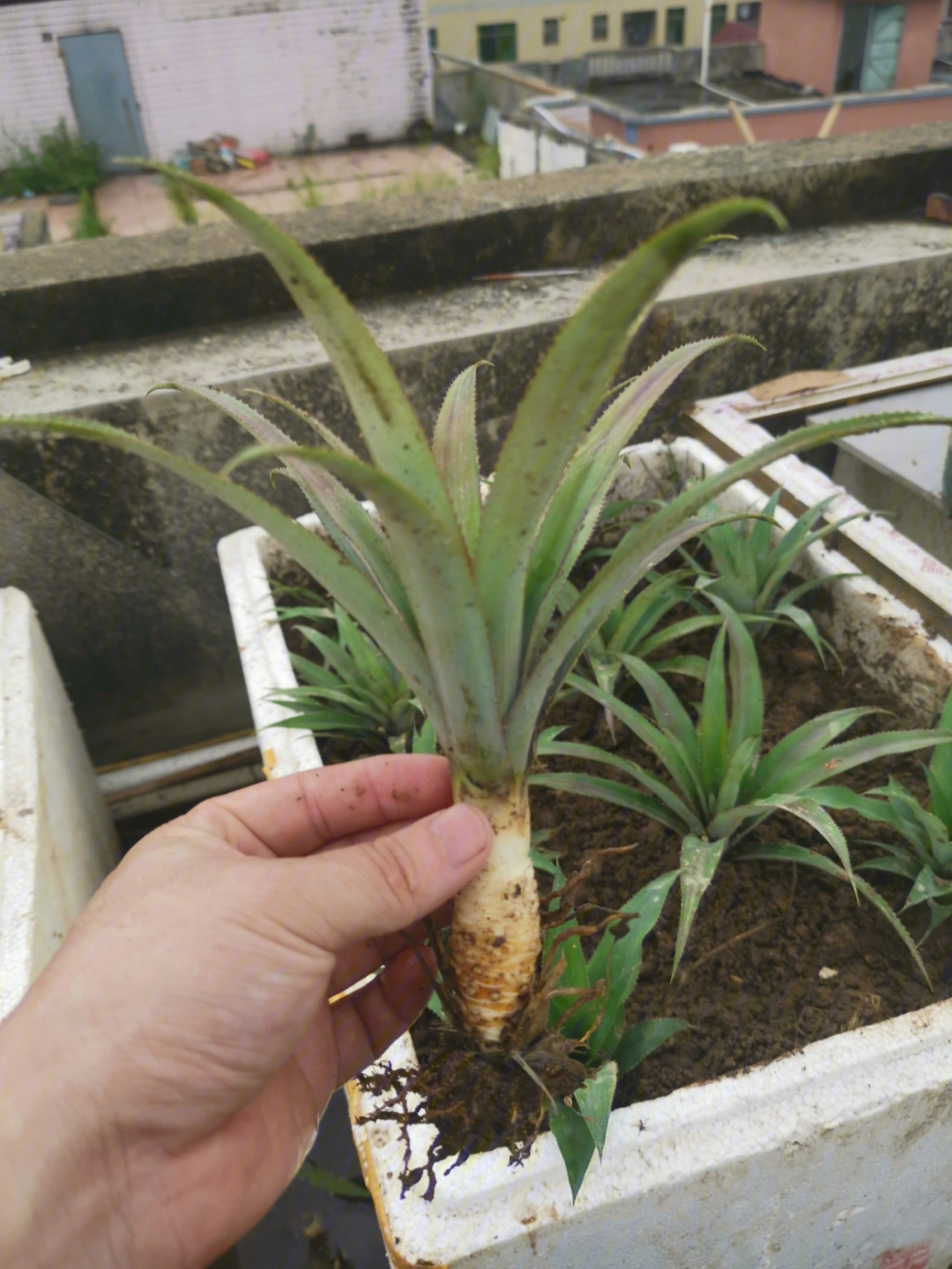 北方菠萝种植方法盆栽图片