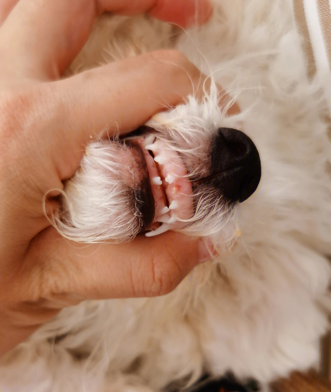 狗换牙过程图图片