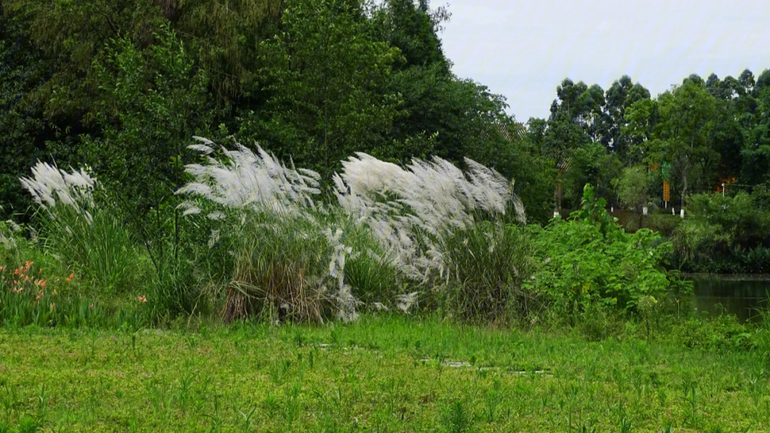 崇州慢城湿地公园图片