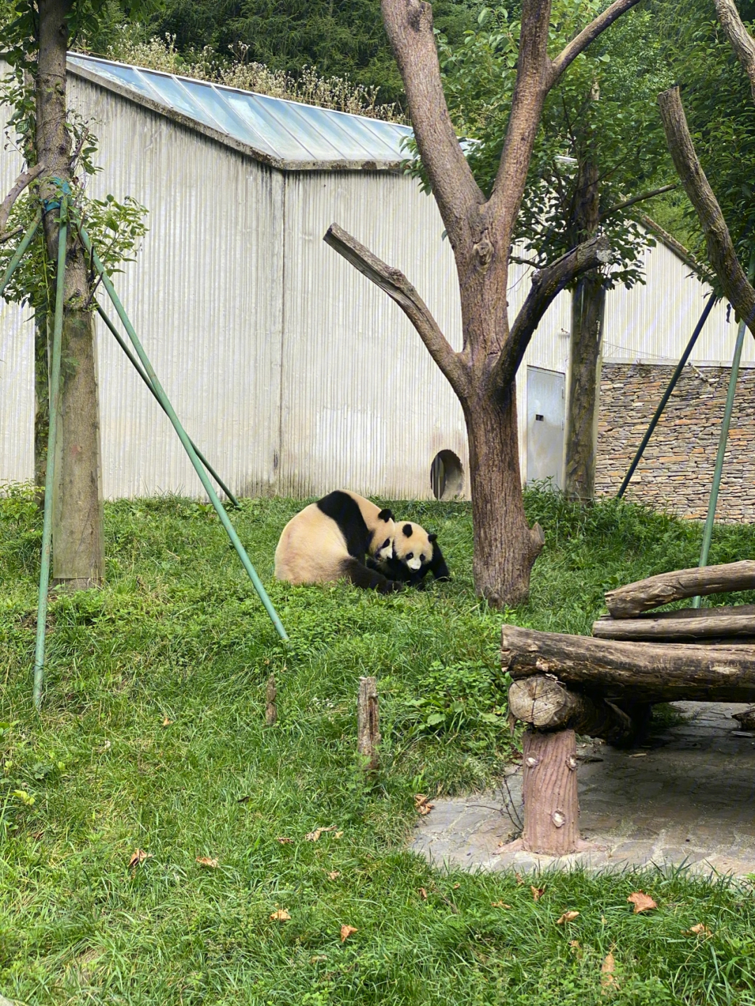 卧龙熊猫基地旅游攻略图片