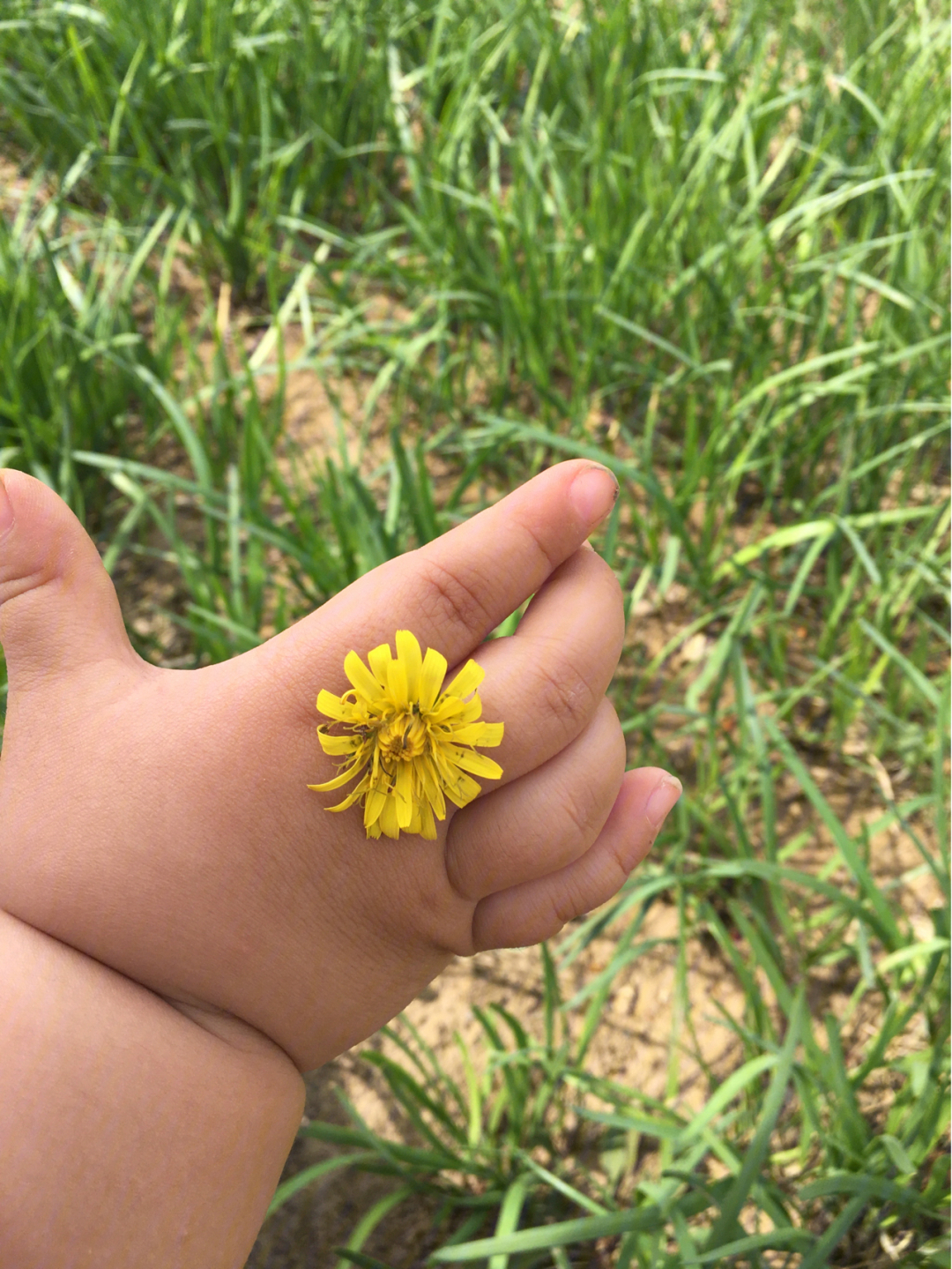 小黄花表情包图片