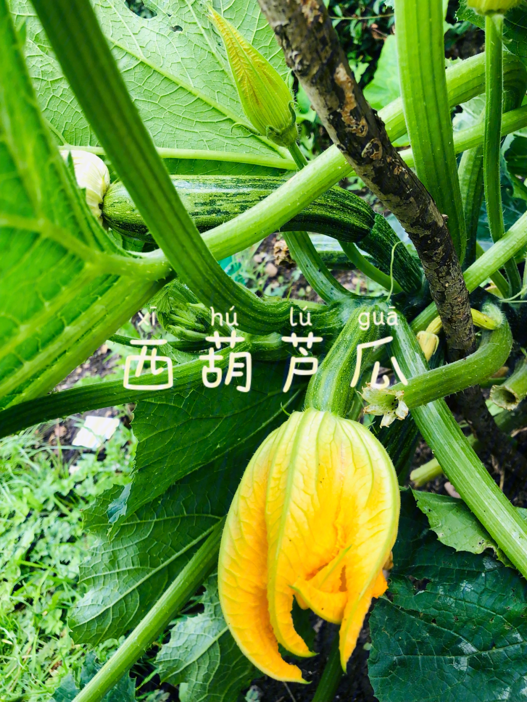 西葫芦瓜