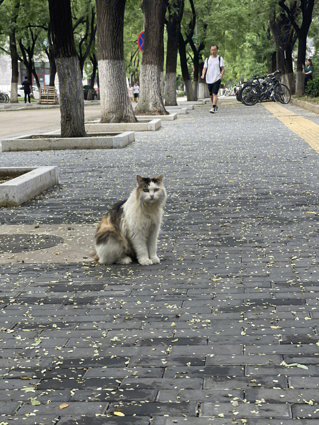 听说北大的猫都是考进来的