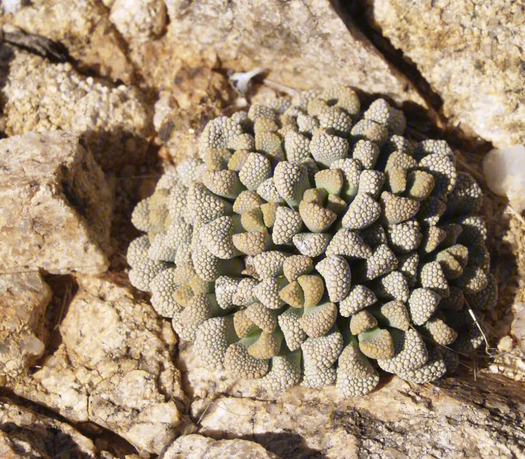 南非的植被图片