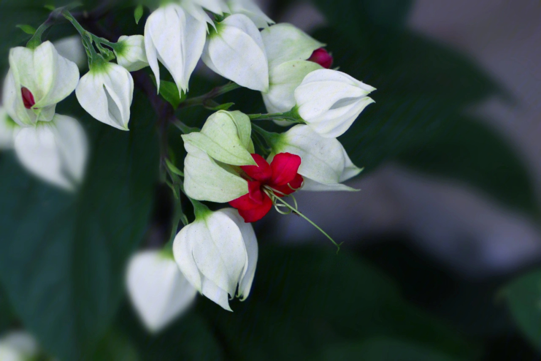 每天认识一种花材龙吐珠