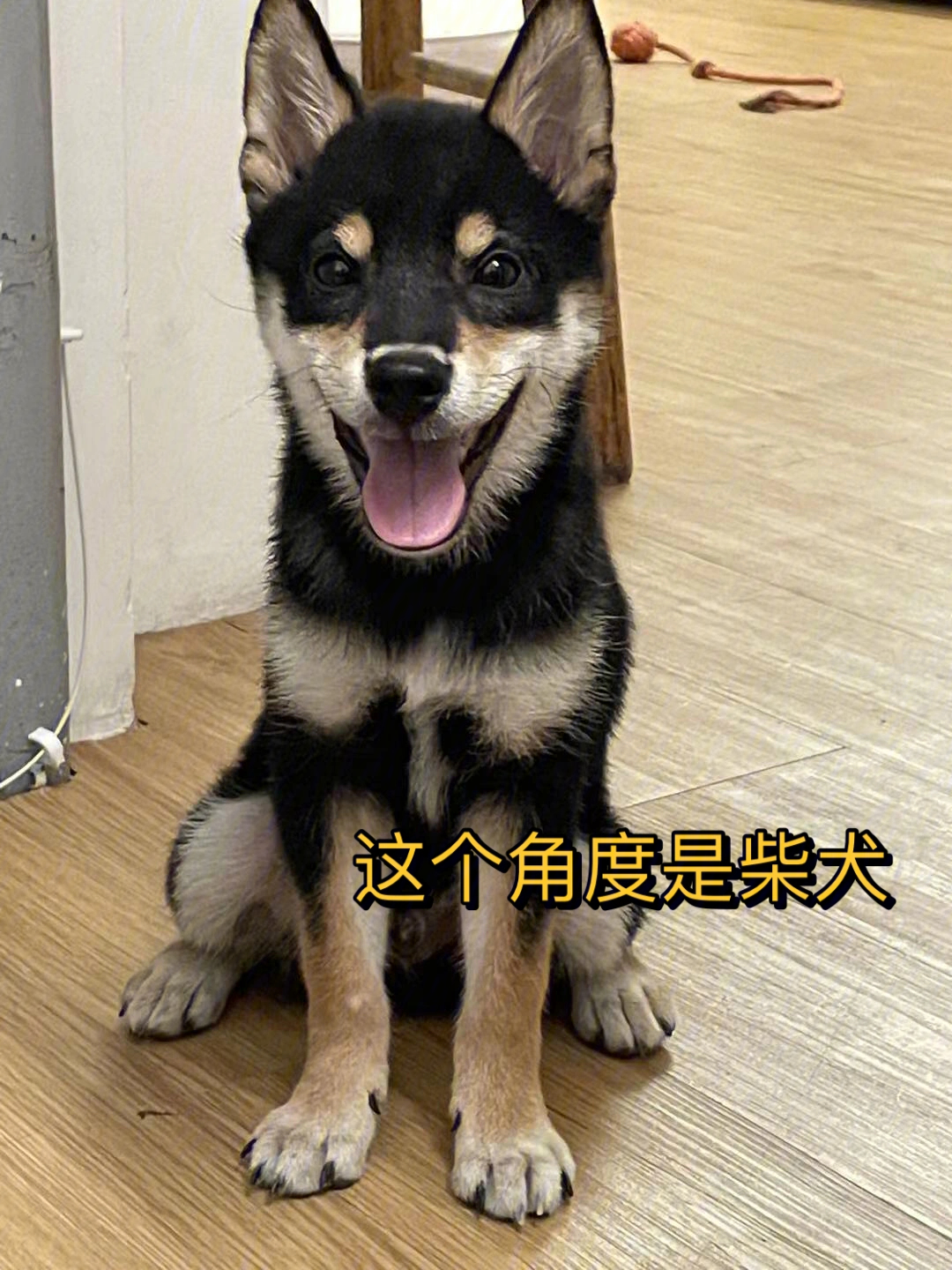 张翰柴犬图片