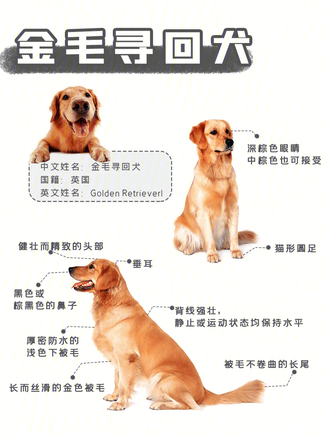金毛犬身高体重标准表图片