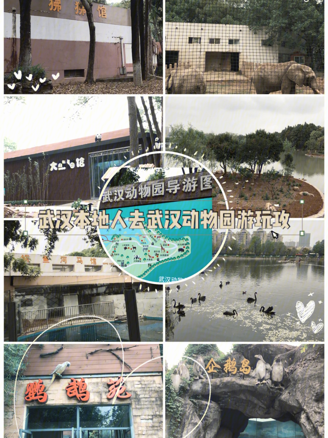 武汉本地人带你去武汉动物园游玩攻略