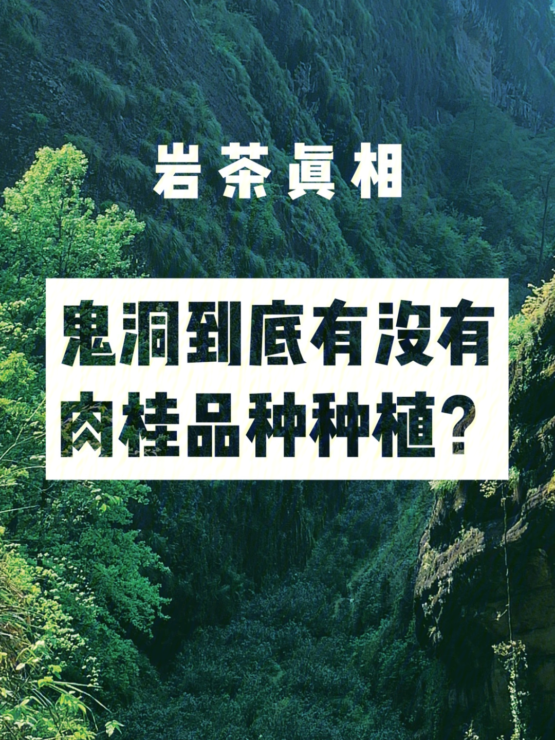 原创岩茶山场鬼洞内到底有没有肉桂种植