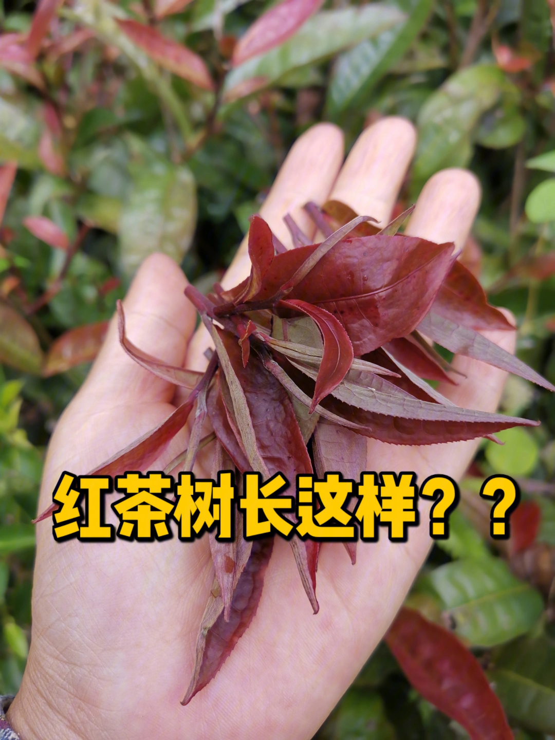 红茶树长这样