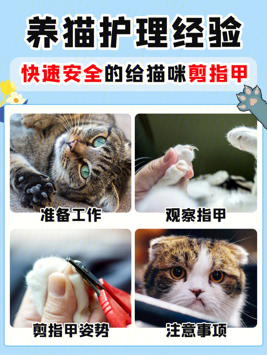 给猫剪指甲的技巧图解图片