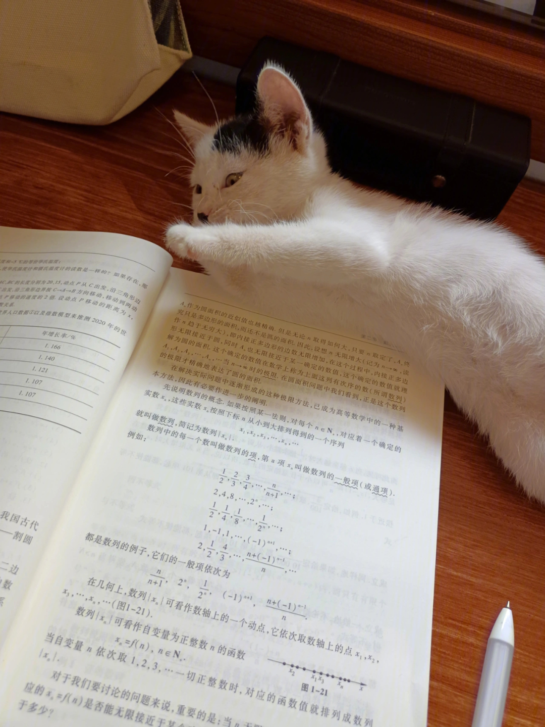 猫猫陪伴学习