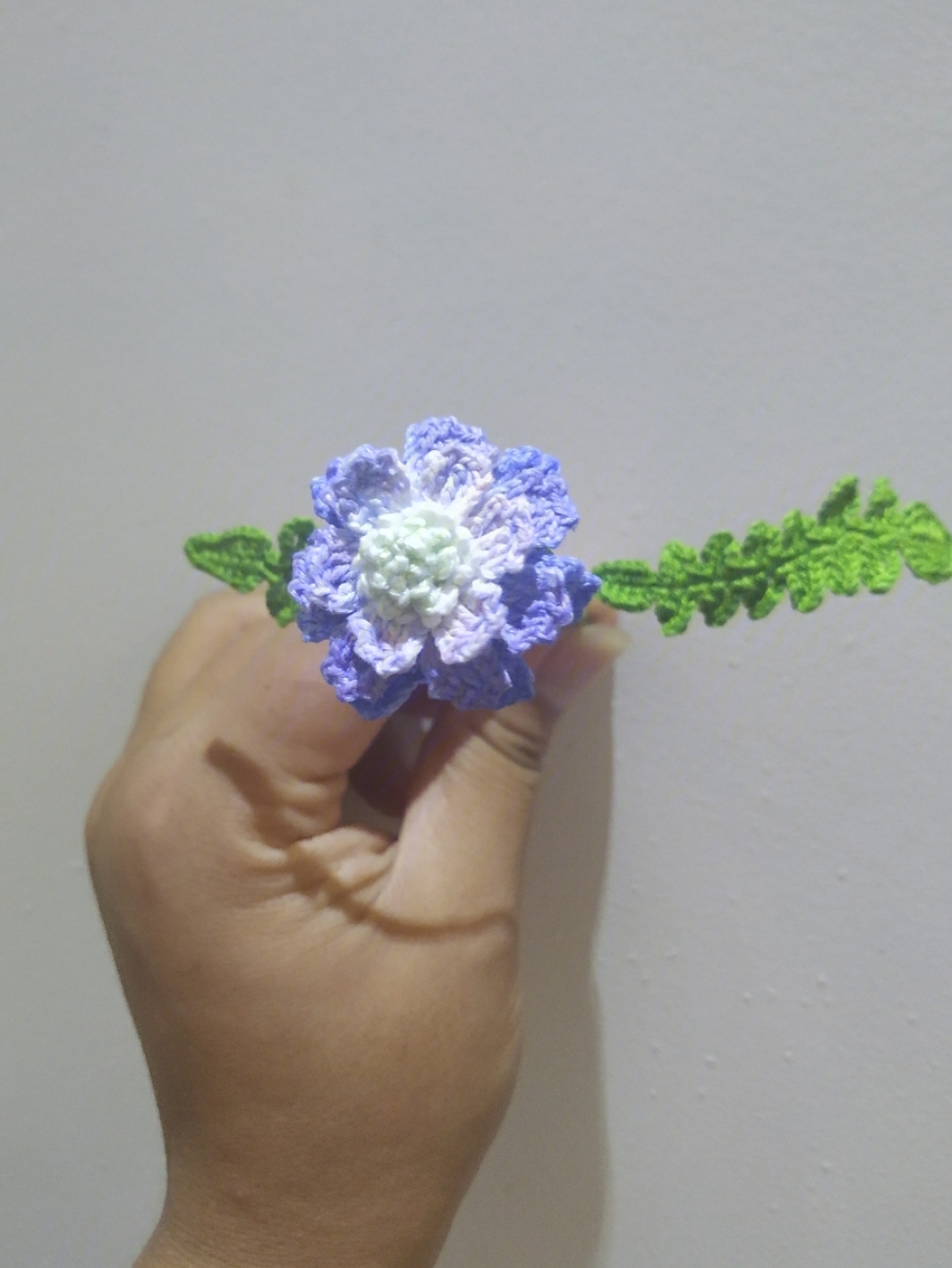 钩的蓝盆花