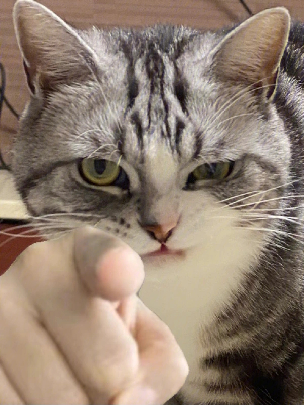 猫头指着你表情包图片