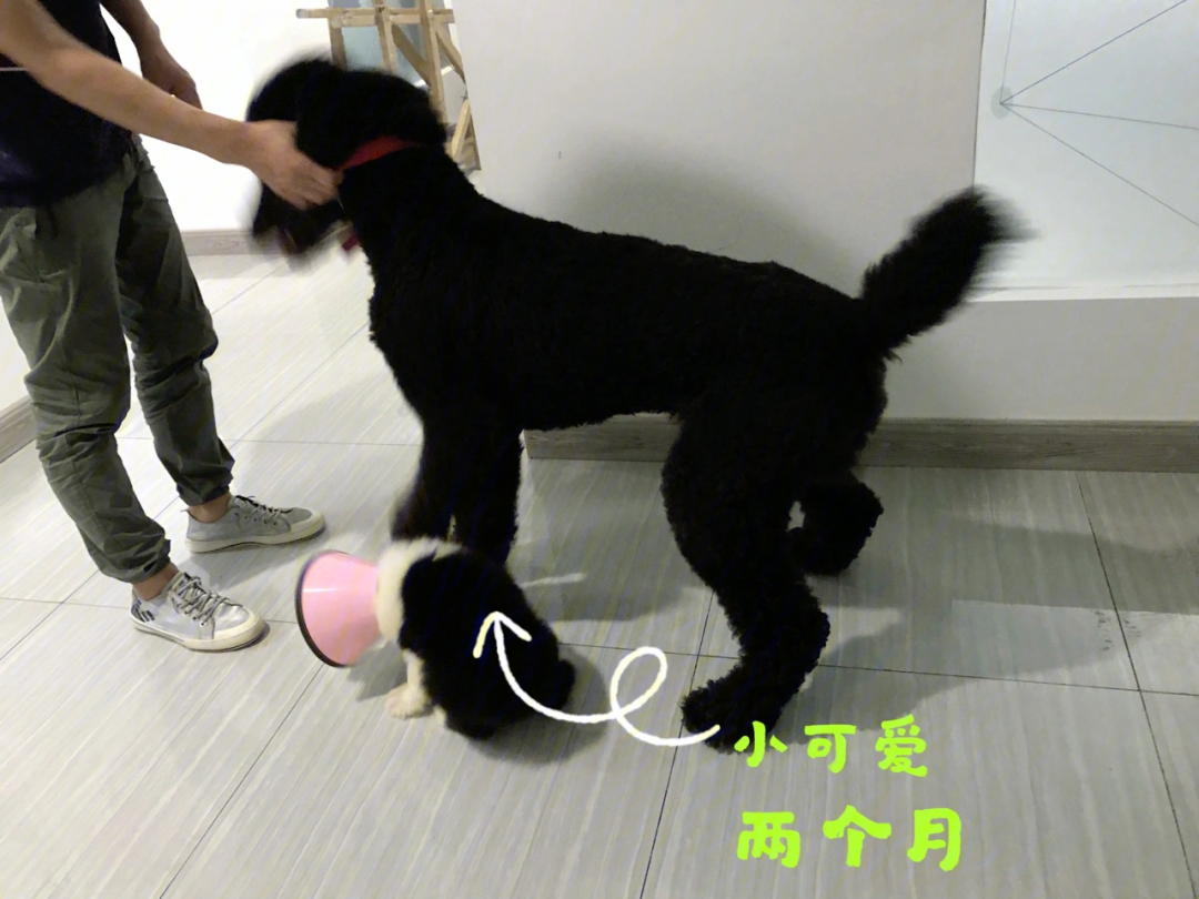 黑色古牧犬图片图片