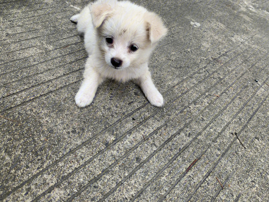 中华田园犬幼犬一个月图片