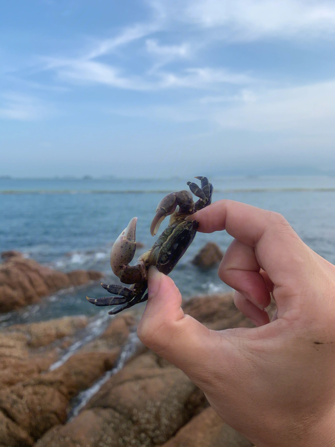 青岛之抓螃蟹赶海