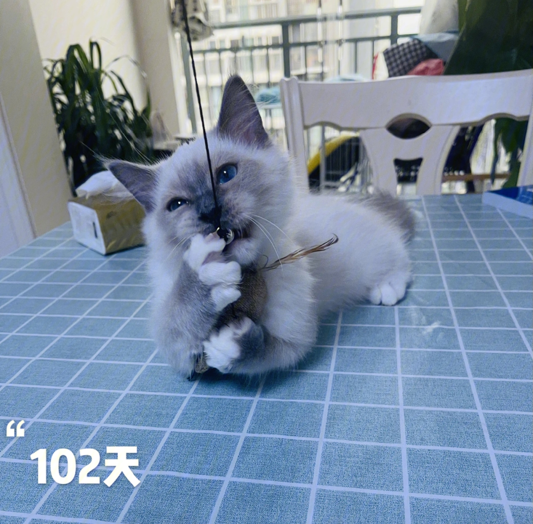 蓝色手套布偶猫价格图片