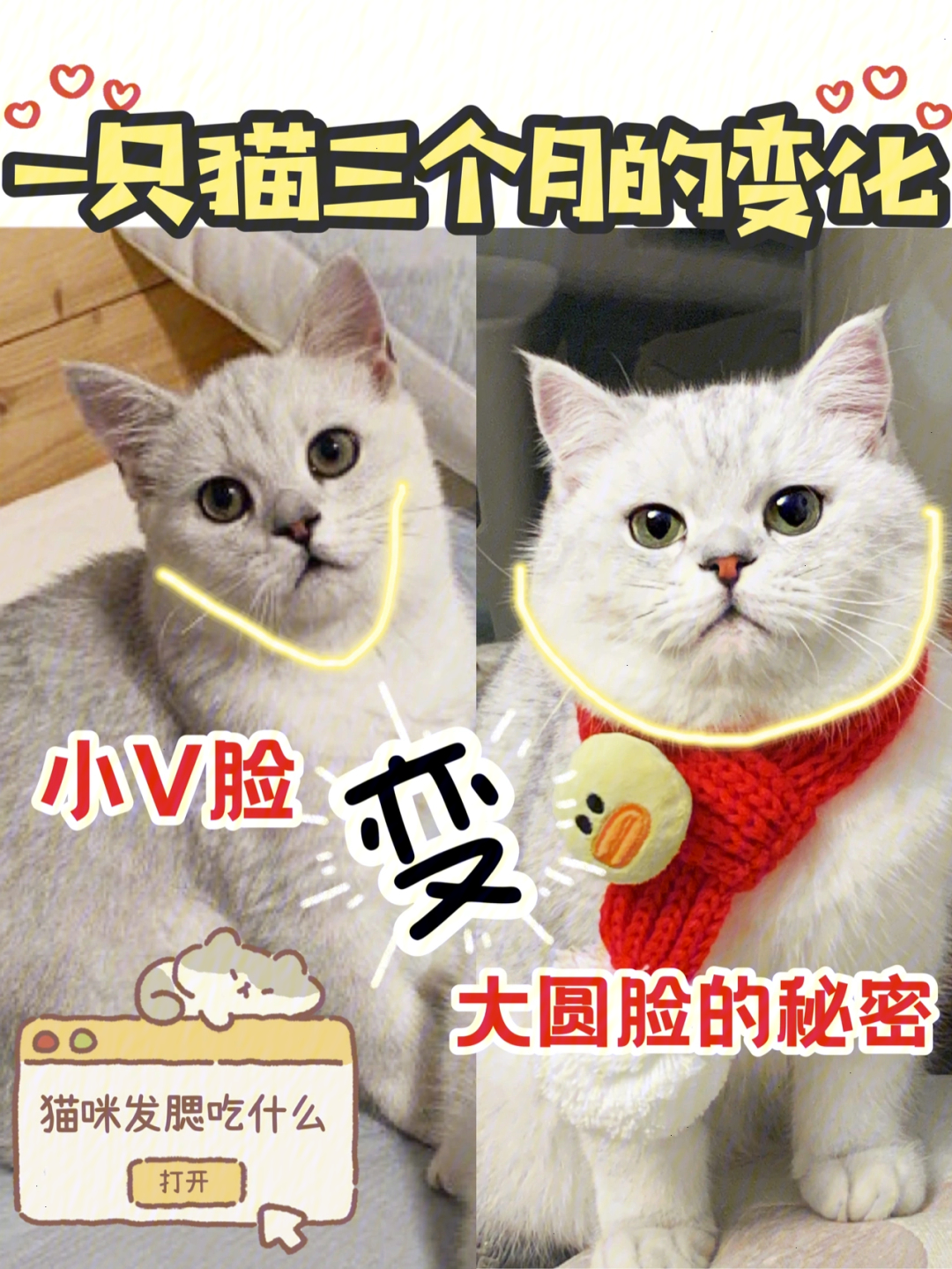 猫咪发腮吃什么