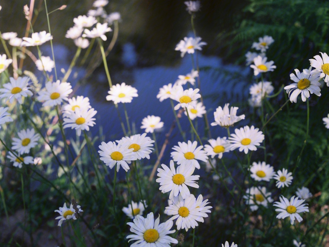 英国峰区夏日里的小雏菊