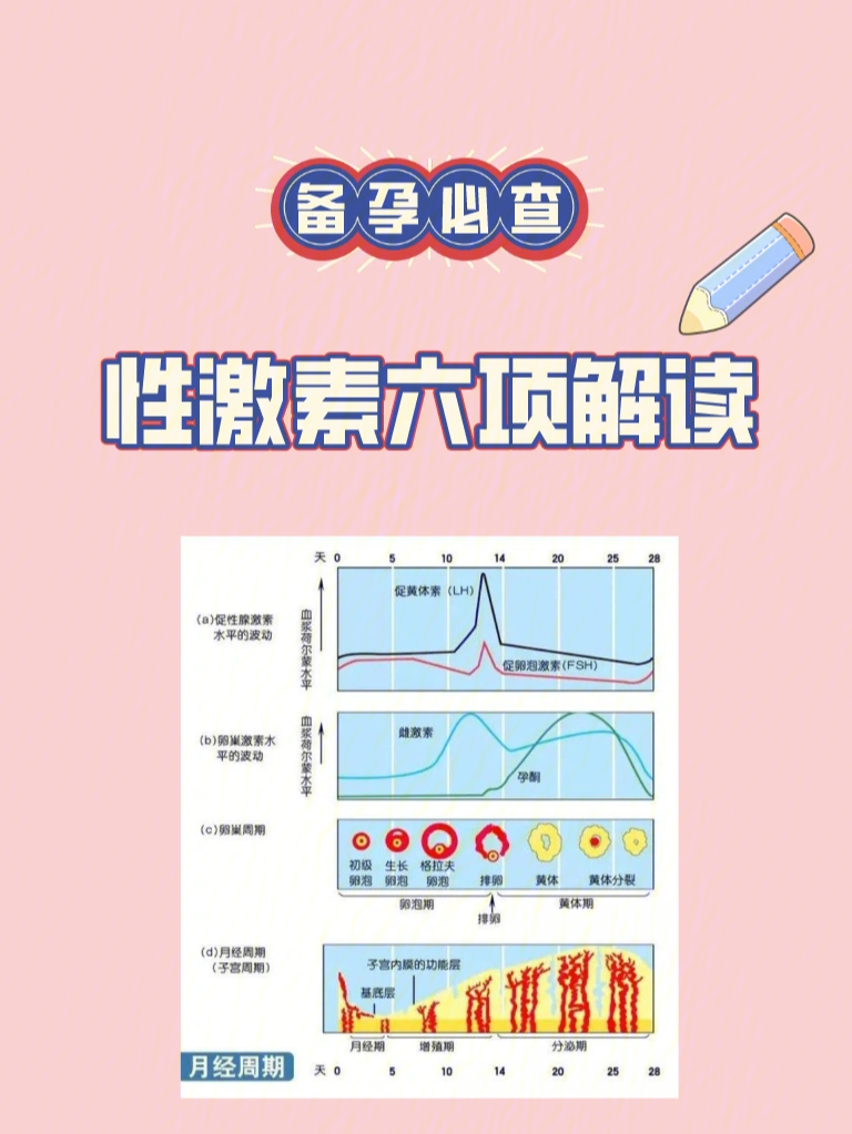 性激素六项卡通图片