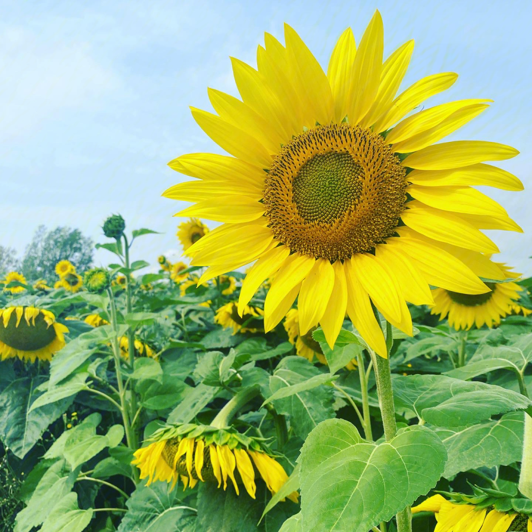sunflower简阳图片