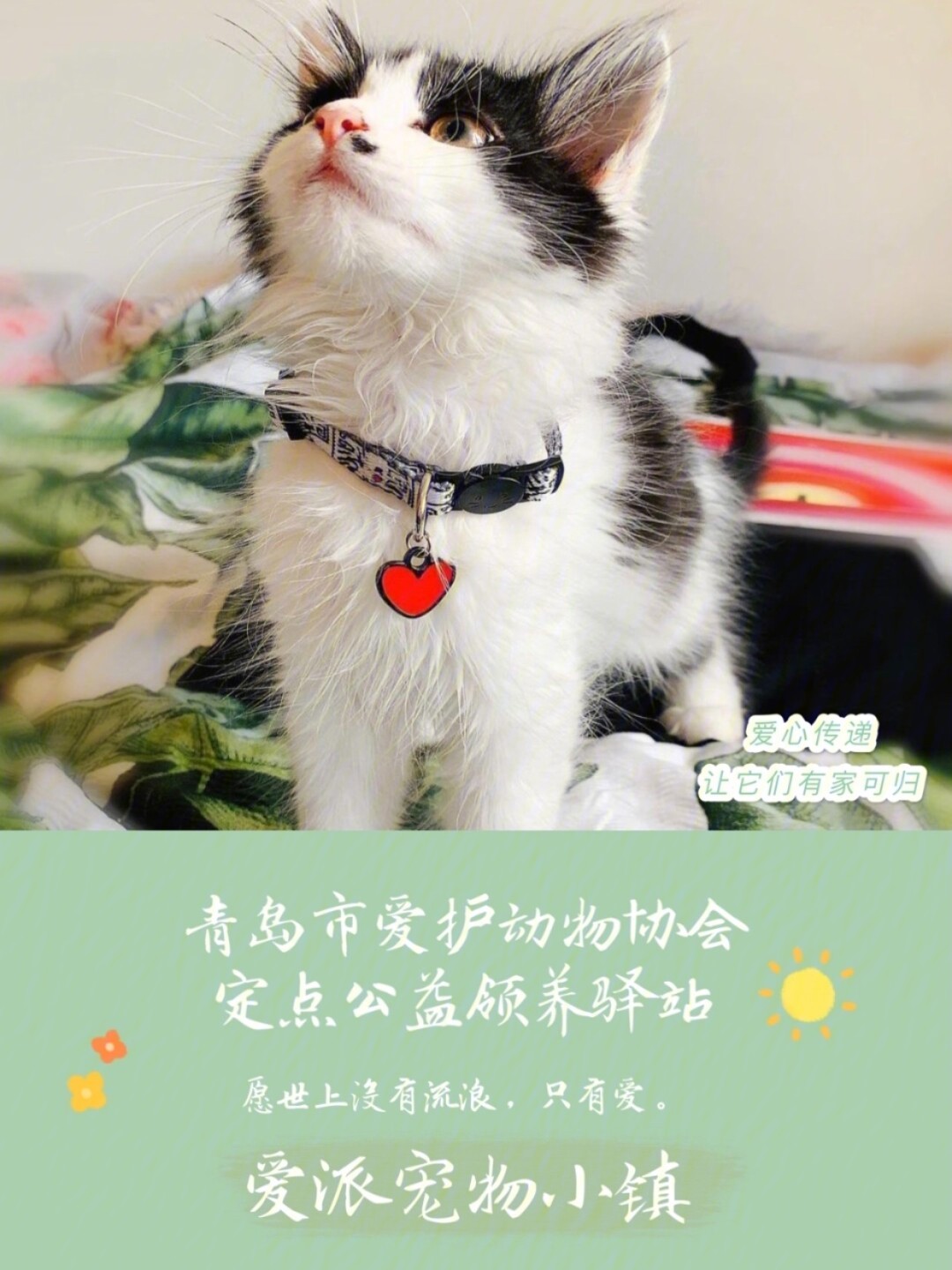 流浪猫狗文案图片