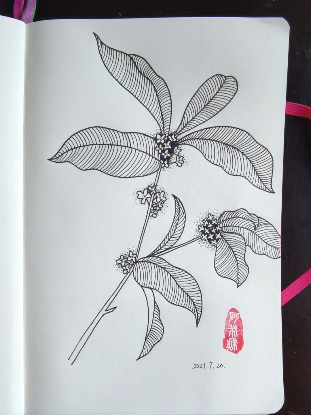 桂花树素描画图片