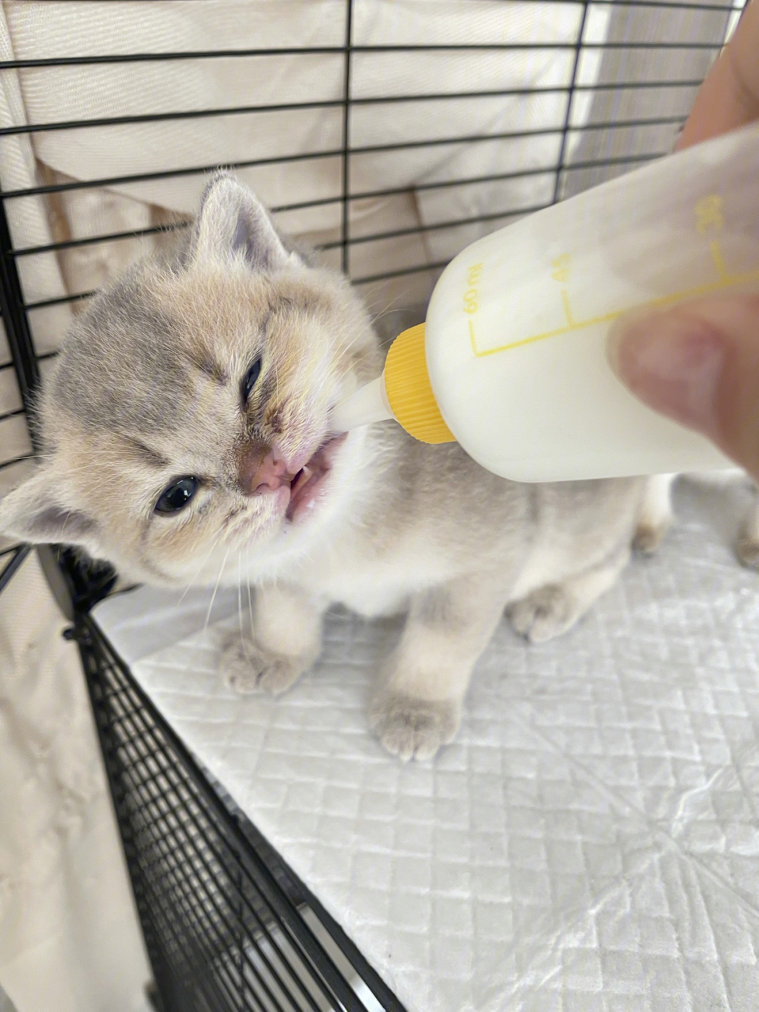 小奶猫喝奶太了