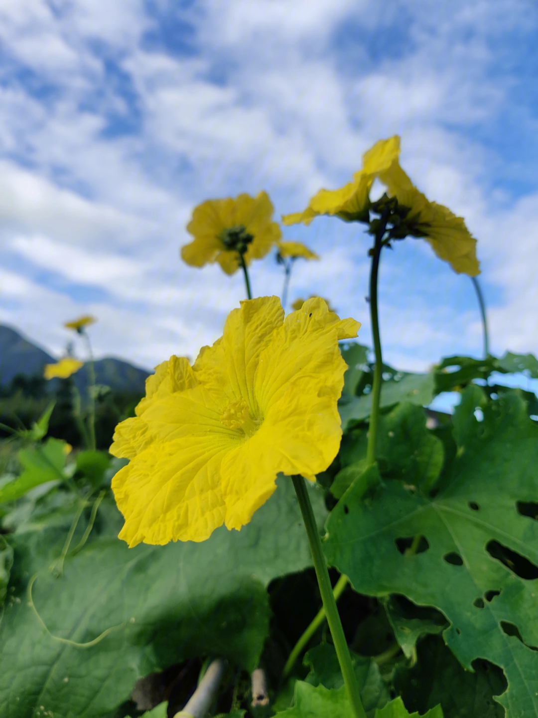 暮夏清晨