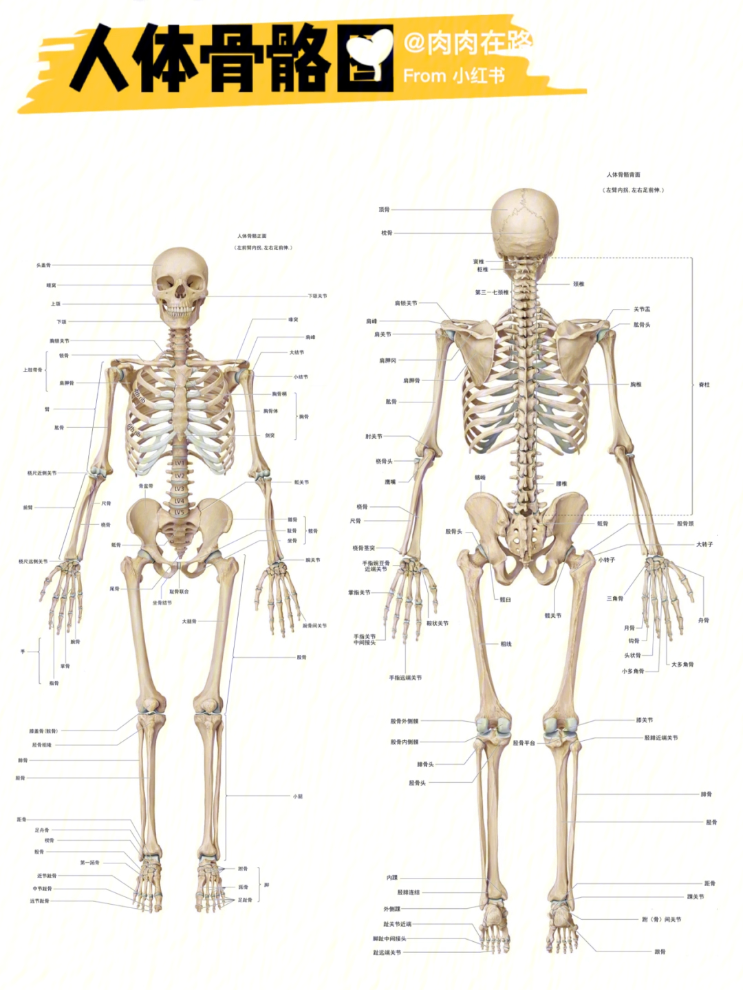 人体骨骼图