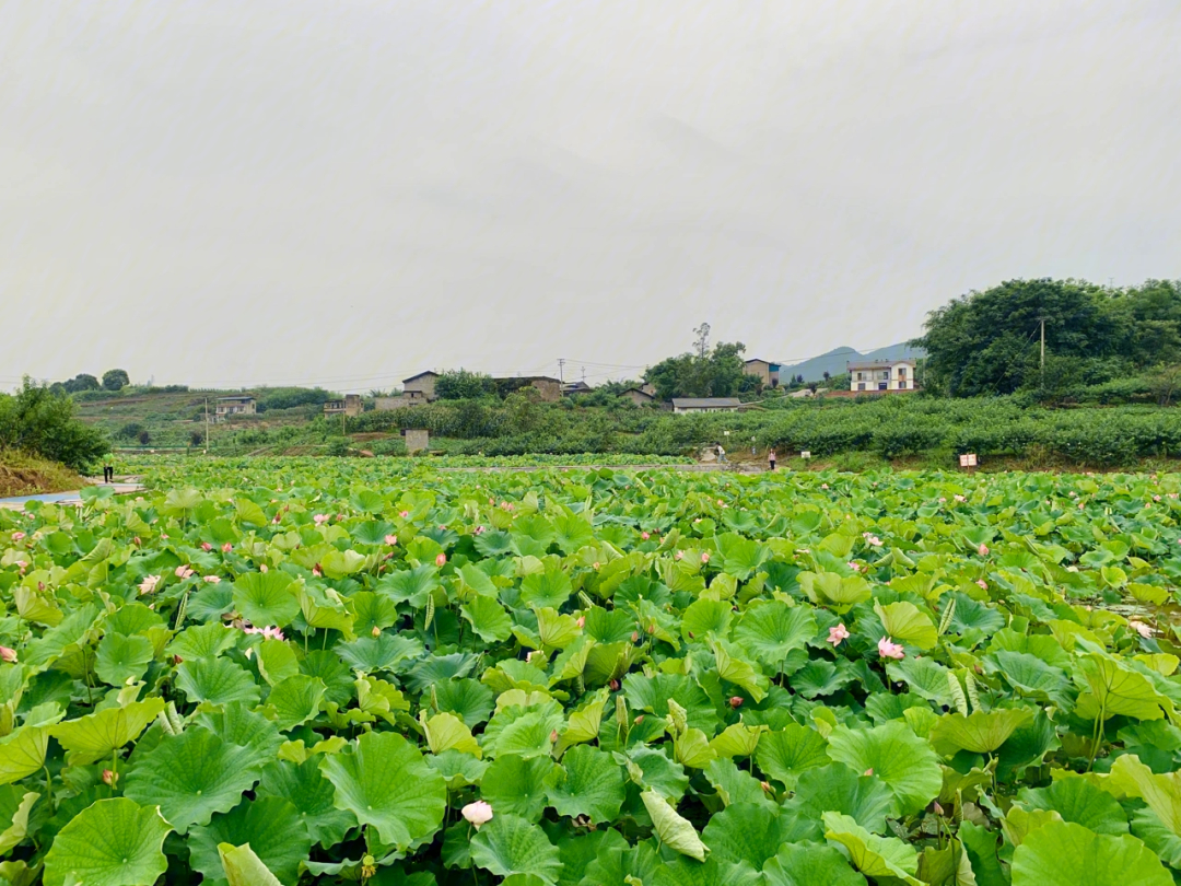 重庆周边小众宝藏地免费观赏荷花266