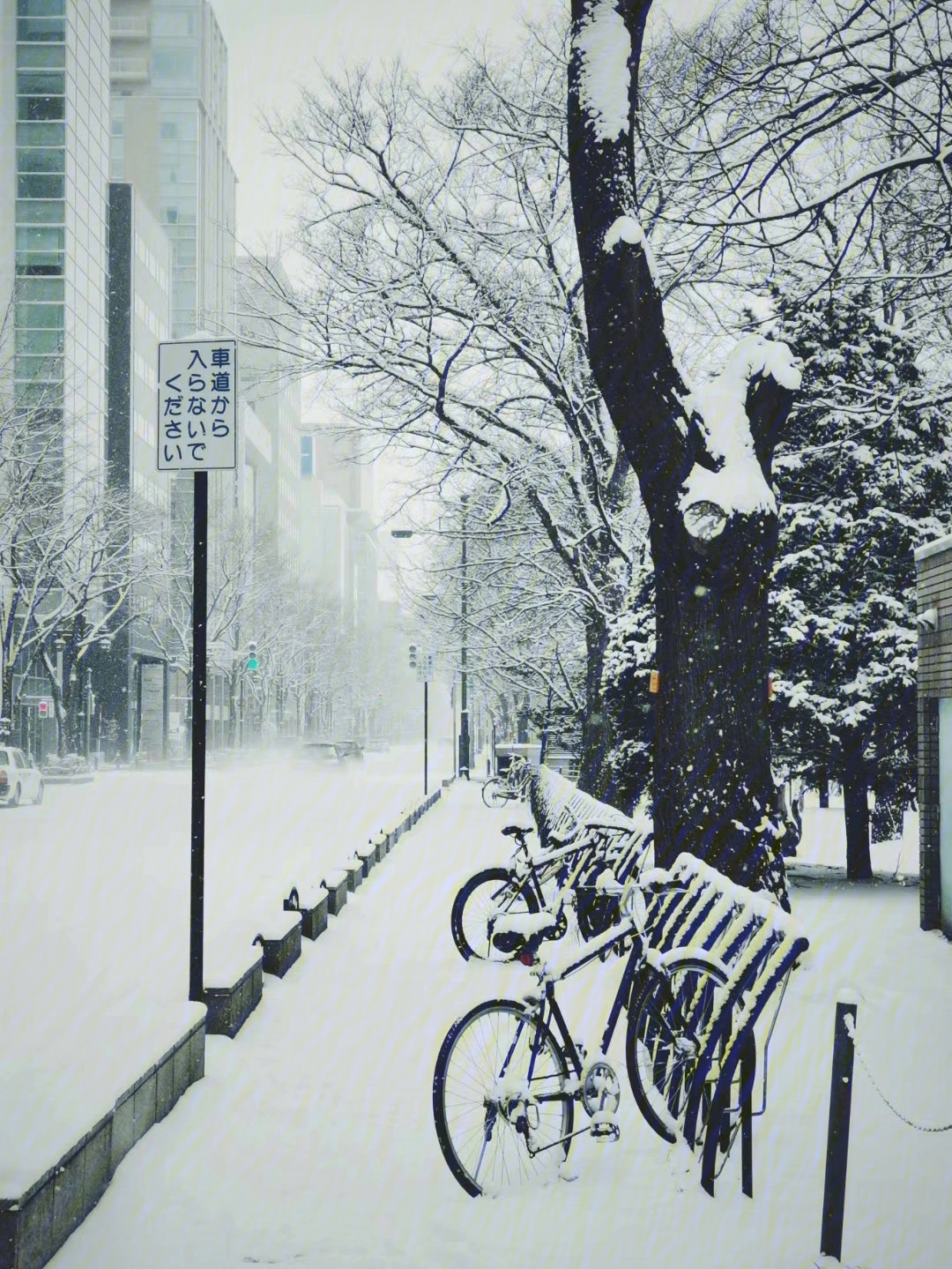 札幌的雪图片