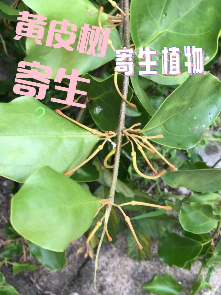 树上寄生植物名称图片