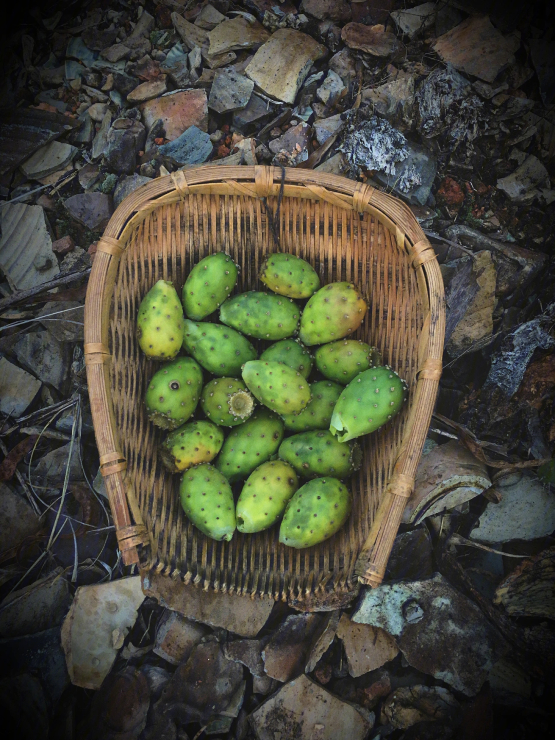 仙人掌果