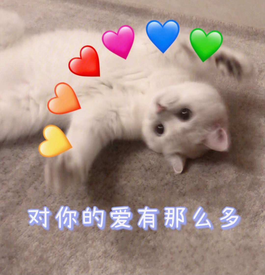 猫猫看我的爱心光波