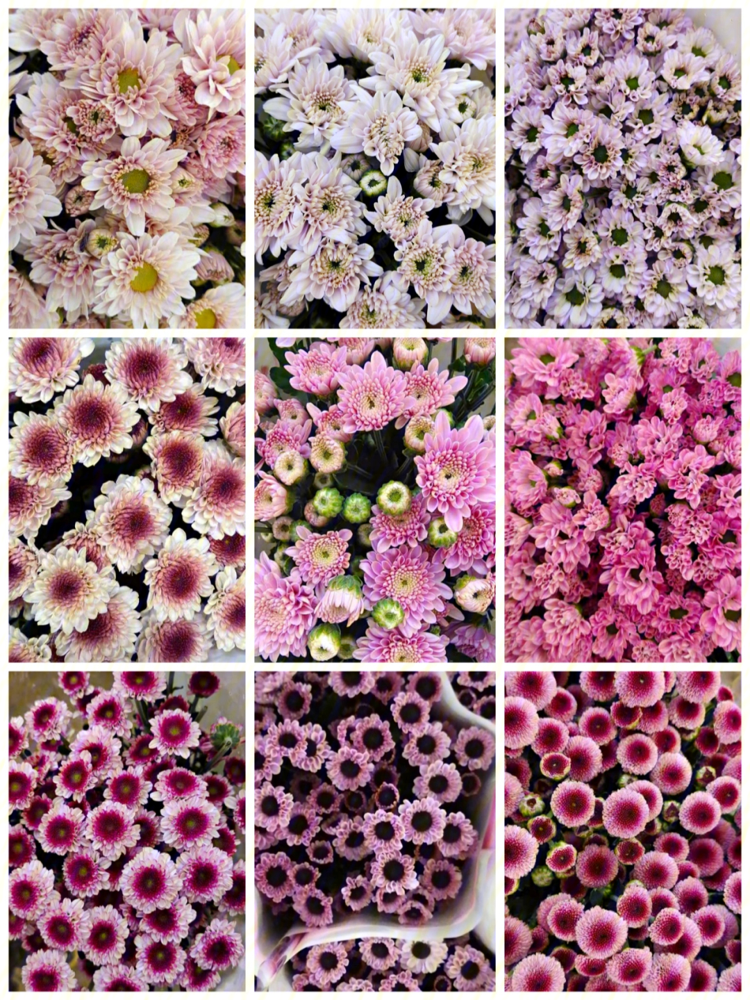 小型菊花的种类及图片图片
