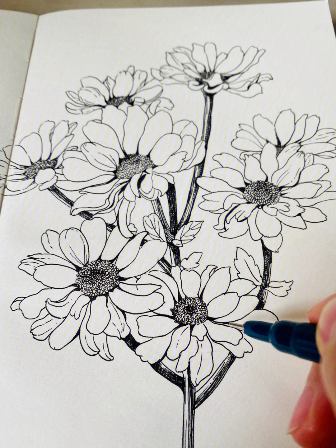手绘花卉钢笔速写附步骤分解照片在最后