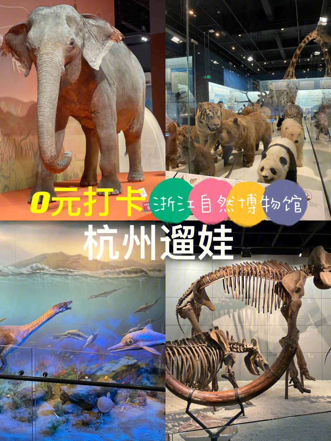 浙江自然博物馆门票图片