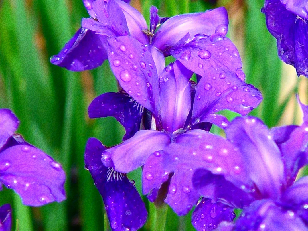 鸢尾(紫)鸢尾花常用以象征爱情和友谊,花语是想念你,好消息