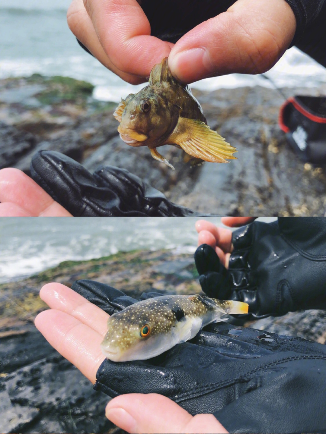 鹅洲岛钓鱼图片