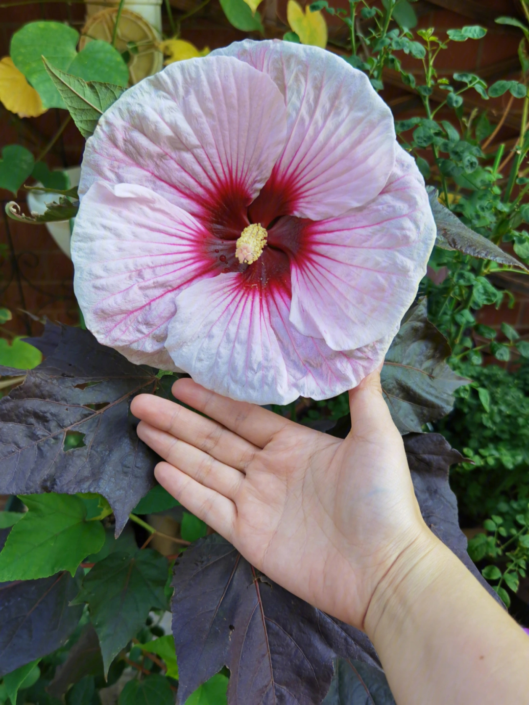 大花芙蓉葵