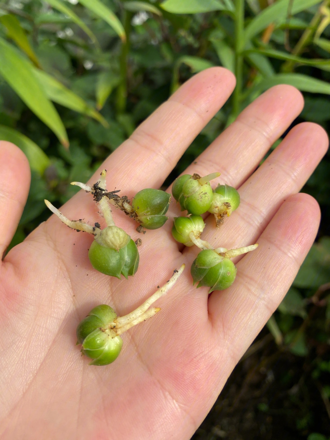 百合不止每年会在地下生小球,上面的珠芽也可以繁殖