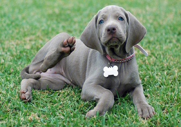 来自德国,蓝眼睛灰毛色的大型犬是什么啊?