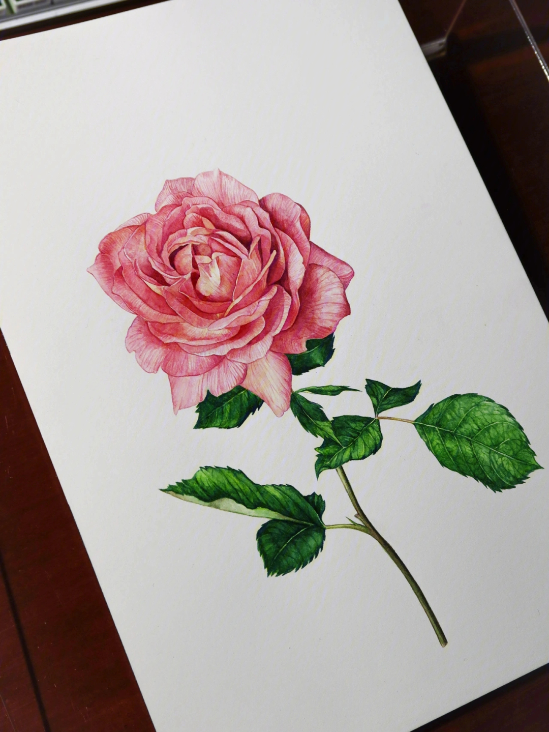 水粉玫瑰花的画法图片