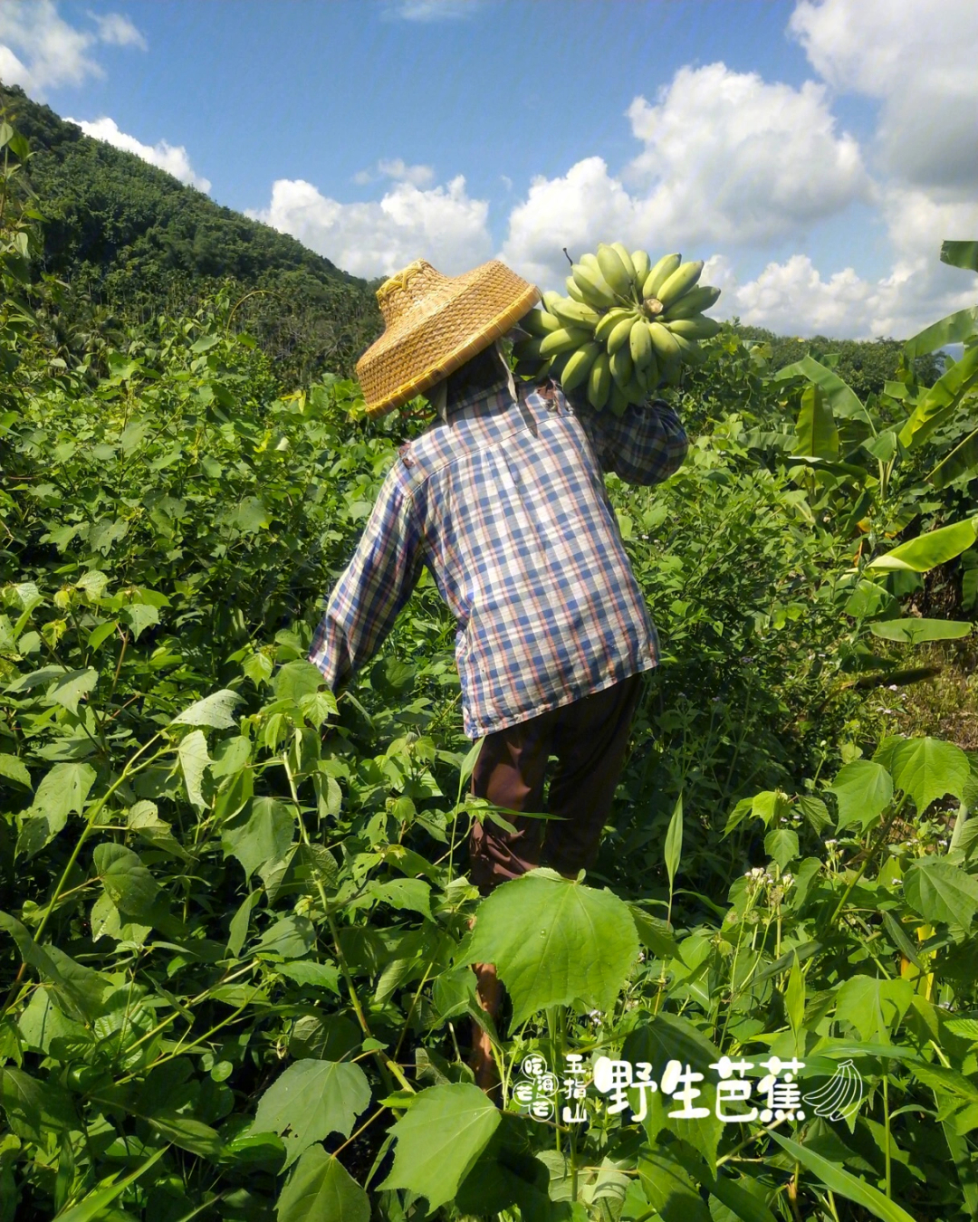 吃芭蕉过敏的图片大全图片