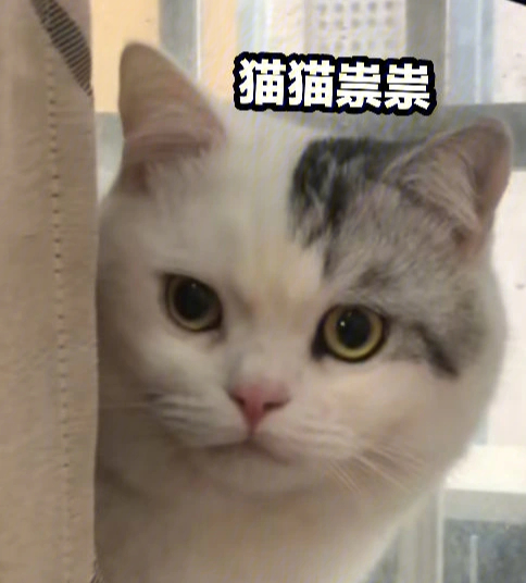 绘圈猫猫头表情包图片